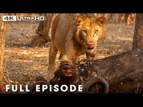 Win or Die (NEW EPISODE)