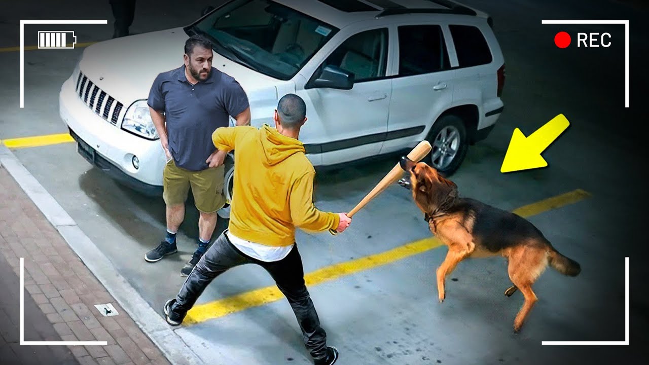 أنظر ما يفعله الكلاب من أجل البشر | سمعت عن وفاء الكلاب... مشهد لن تنساه أبدًا