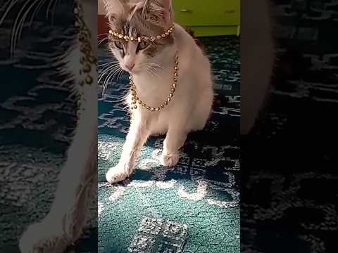 #cat #cats #youtubeshorts 🐈🐈‍⬛