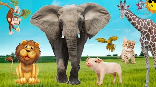 Various animal sounds found in nature | Elephant, Cow, Horse, Duck,  Chicken,  Cat, Dog, Owl...