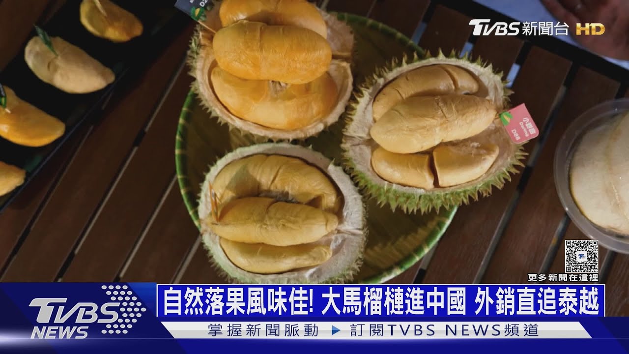 自然落果風味佳!大馬榴槤搶進中國 外銷直追泰越