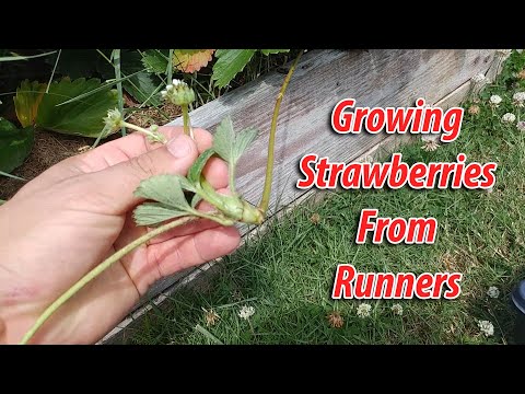 How To Grow Strawberries From Runners Tips and Tricks 2019