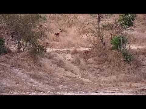 Djuma: Impalas get a drink-then take off after seeing a Hyena walking their way - 17:22 - 07/16/21