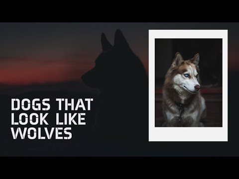 , title : 'Dogs That Look Like Wolves - dog that look like wolf -  list of dogs like wolf'