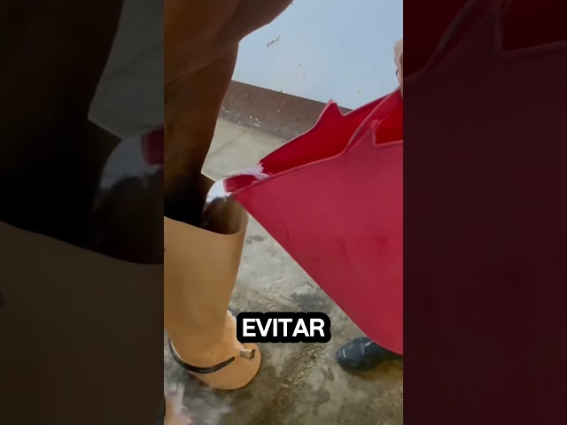 Vídeo relacionado con Small Foot Set Caballo con establo y Acc. en Bolsa, Equipo para Montar y cuidar, a Partir de 2 años, 12731