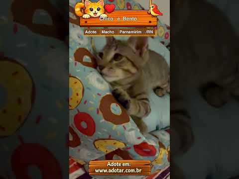 Vídeo de Chico e Bento 