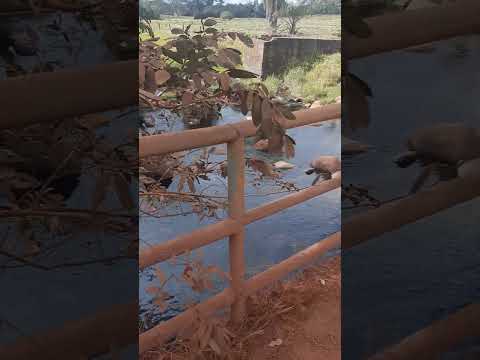 RIO DA ONÇA JOAQUIM FELICIO ❤️