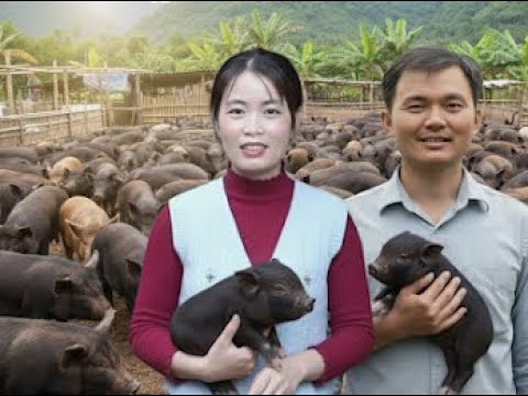 Robert and Mai's journey to bring the pigs to their new pen is fun and humorous #greenforestlife