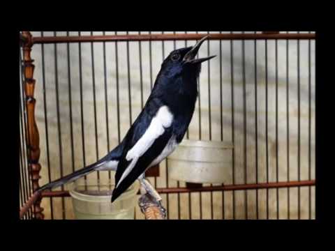 download lagu mp3 mp4 Suara Burung Kacer, download lagu Suara Burung Kacer gratis, unduh video klip Suara Burung Kacer