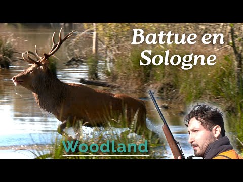 Battue aux grands gibiers avec Tuchasseou