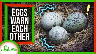 Bird Eggs Warn Each Other About Danger