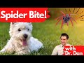 Spider Bites!  Dr. Dan explains if your dog gets bit by a spider.