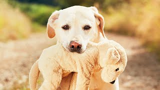 Pets e Cachorros Divertidos e Fofinhos! Assistam e Divirtam-se!