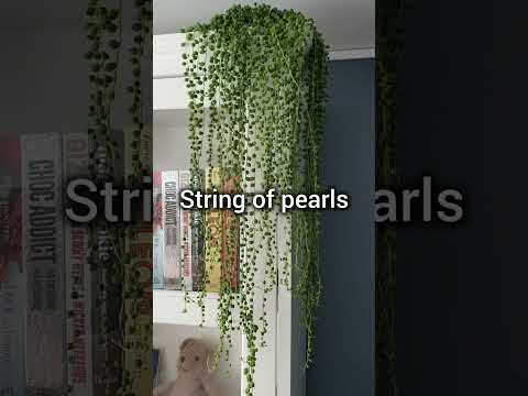 Amaizing house plant collection first time in YouTube will make you feel happy and energetic.
