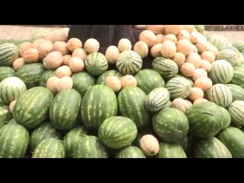 Može bolje ep. 70 06.08.2018. Proizvodnja i berba lubenice