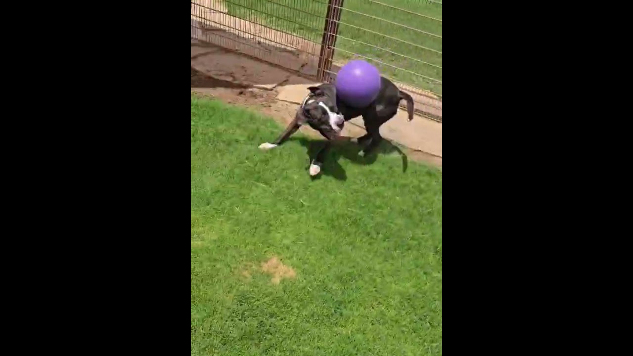 Enlarge Domino, a Adoptable Pit Bull Terrier in Lubbock, TX video 5/6