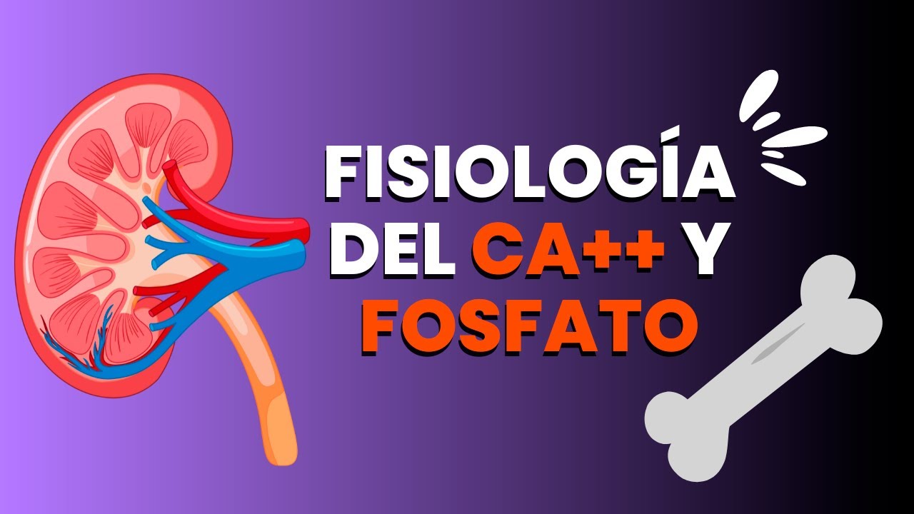 Metabolismo del calcio y el fosfato explicado FÁCILMENTE