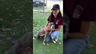 Video preview image #1 Mutt Puppy For Sale in Pasadena, CA, USA