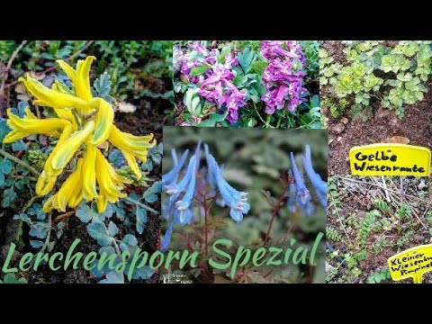 NaturGarten Rundgang April - Zottelhose Spezial / Ochsenauge Lerchensporn Pimpernelle und Co