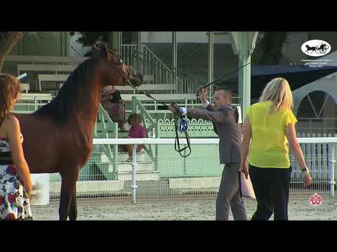 N 64 RASHEEM ALBIDAYER