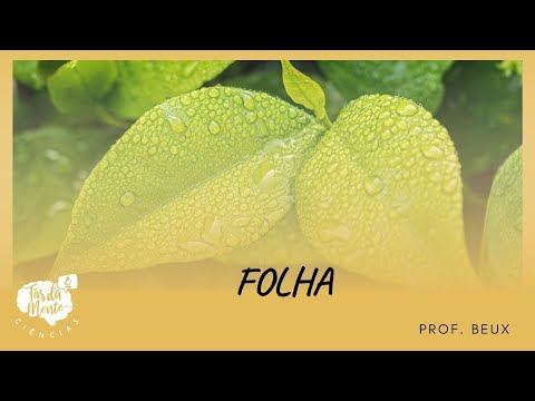 Folha - Ensino Fundamental