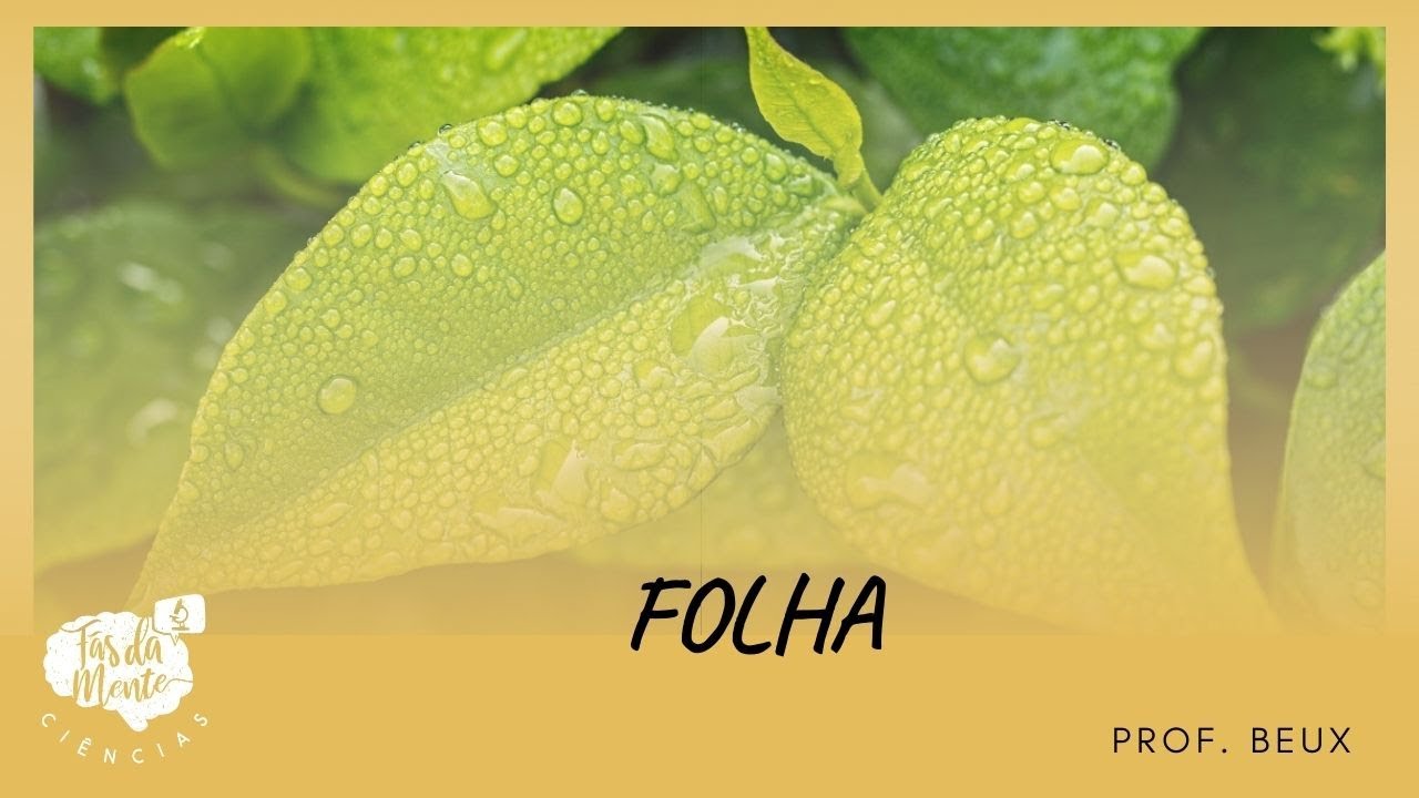 Folha - Ensino Fundamental