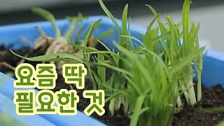 면역력을 조절해주는 삼채와 도라지 [핫클립] / YTN 사이언스