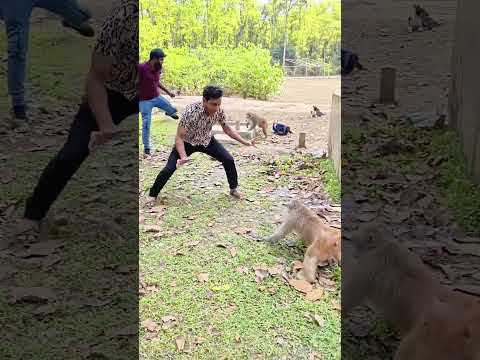 monkey best funny reaction272🐒😂... #animals #reels #funny #funnyreels #anmals