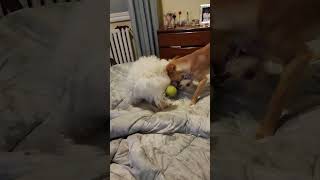 AmigosInseparaveis  - #SHORTS