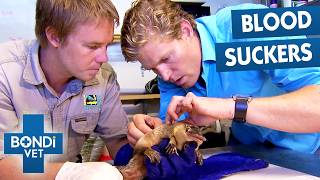 Battling to Save Animals in Critical Conditions From Ticks | Bondi Vet