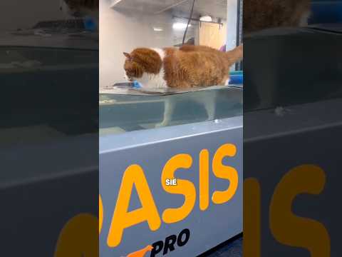 So verlieren fette Katzen Gewicht 🤯 #shorts