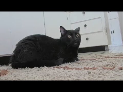 Talking Kitty Cat | Sylvester's Diary 2 | Greek Fandub