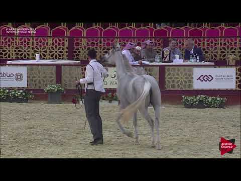 N.31 DHARIFAHT AL SHAQAB - 2019 Qatar Int. Peninsula show - Fillies 2 years old (Class 2A)