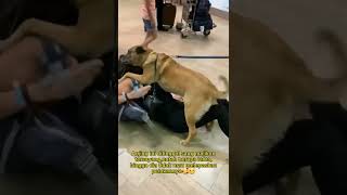 Download lagu ANJING KANGEN BERAT SAMA MAJIKAN mp3 Download lagu ANJING KANGEN BERAT SAMA MAJIKAN mp3