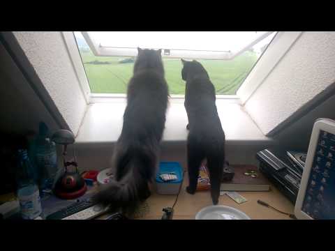 Maine coon biju with friend