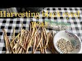 Harvesting Black Eyed Peas