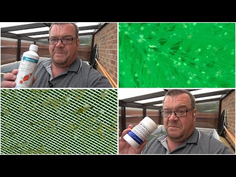 My Koi Breeding Project - Part 31 - Egg development and Hatching