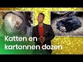 Waarom zitten katten graag in kartonnen dozen? | Waarom? Daarom!