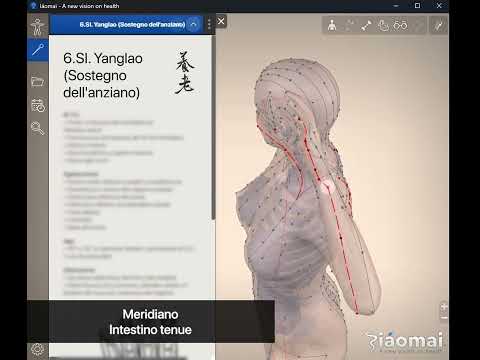 Meridiano dell'Intestino Tenue -  Small Intestine Meridian - Meridiano del Intestino Delgado 3D