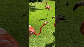 🇨🇴 Travelogue- 君子動口不動手 #colombia #cartagena #flamingo #bird #lol
