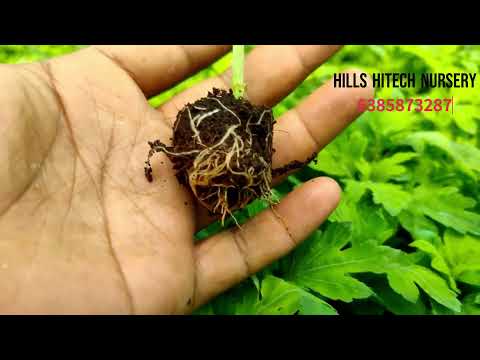 3 inches kolkata scent yellow chrysanthemum flower plant and...