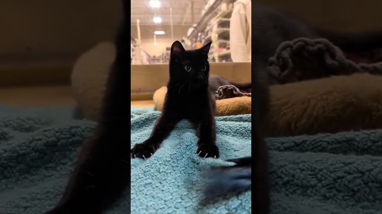 Enlarge Cocoa Puff, a ADOPTABLE Domestic Short Hair in Richmond Hill, ON video 6/6