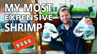 Buying RARE & EXPENSIVE Caridina Shrimp from Singapore (KW Shrimps)