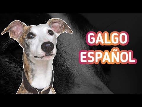 Galgo Español - Cacacteristicas, Salud y Cuidados  🐶