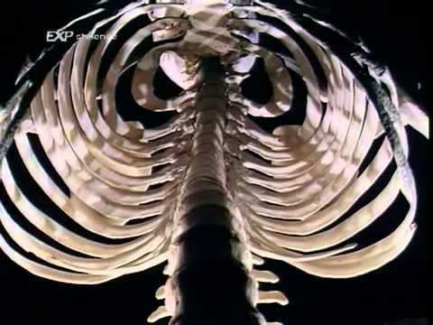 Muskujt dhe kockat   Atlasi i trupit