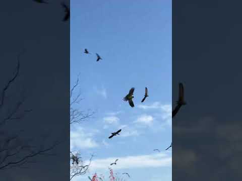 •#passaros #natureza #nature #peixes #matogrossodosul #brazil #bollywood #brasil #aquidauana