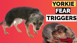 7 Yorkshire Terrier Fear Triggers !! What Are Yorkie Or Yorkie Terrier Scared Of ?