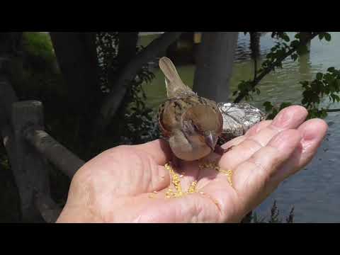手に乗って来る可愛い子雀達 20210606pm 7（２羽の子雀）