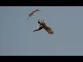 Bald Eagle - Red-tailed Hawk Air To Air, 3/30/2016 (HD)