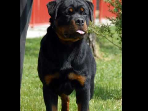 ramzes kao bumbarin 7 months